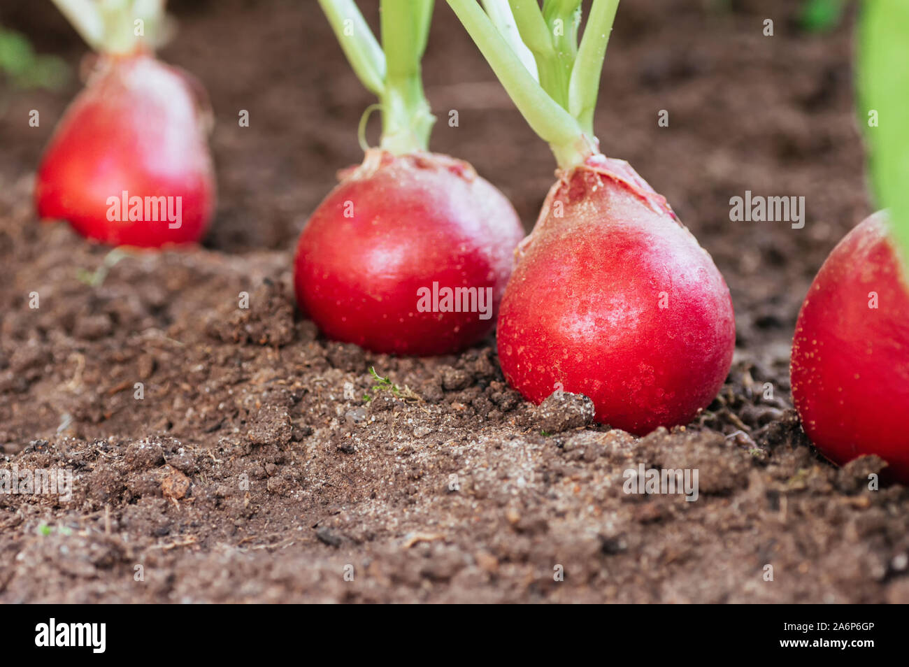 Mature di ravanello rosso in terra sul giardino. Raccolto di ravanello close-up. eco-alimenti, coltivazione di ortaggi. Copia spase. Foto Stock