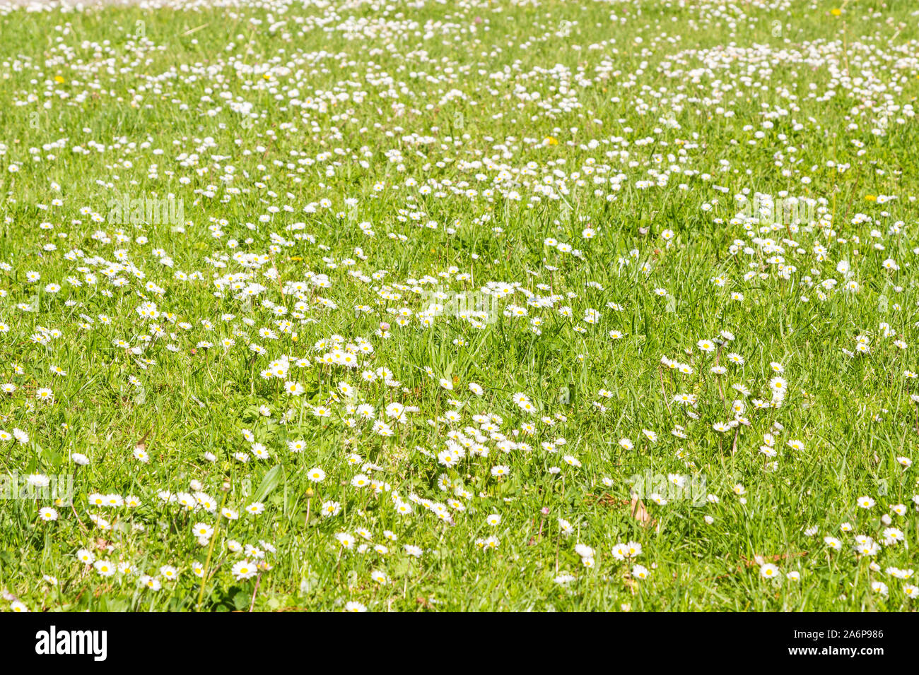 Piccolo comune bianco daisy Bellis perennis tra fiori di prato in primavera Foto Stock