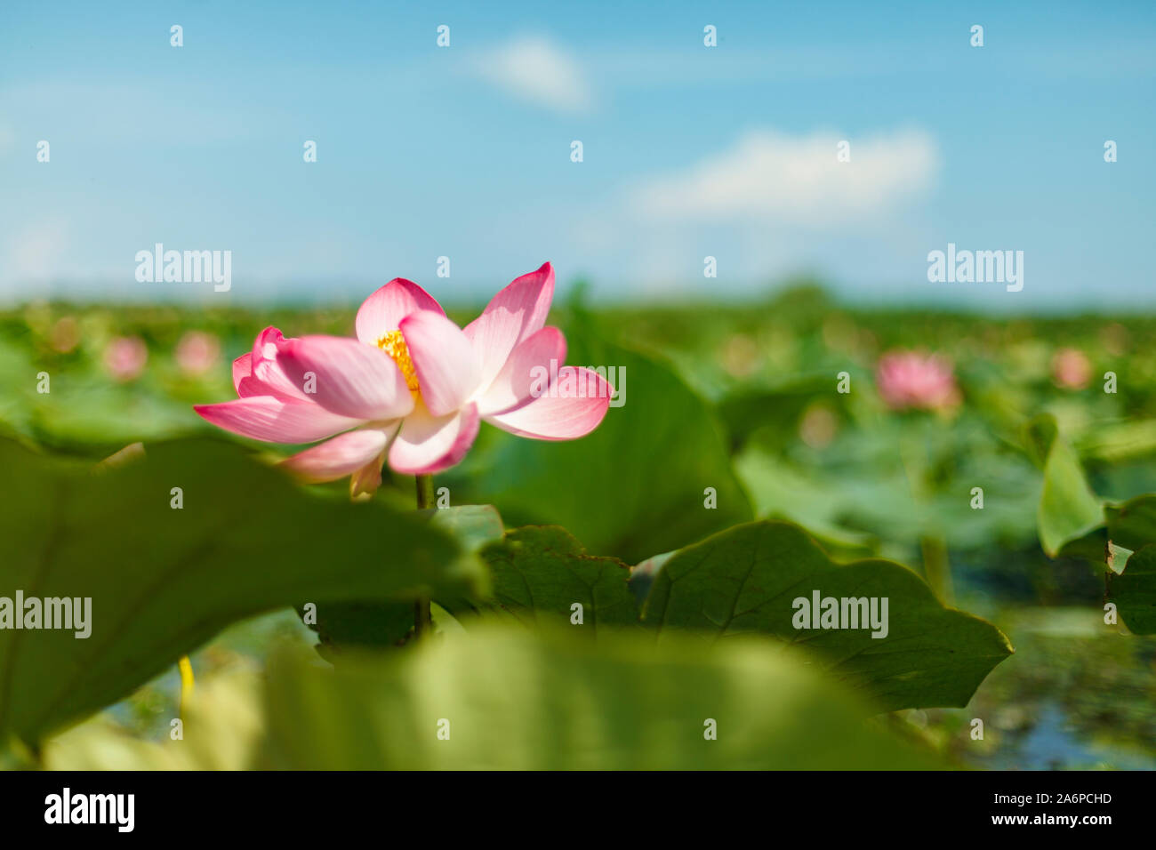Una bellissima Ninfea rosa o fiore di loto in stagno Foto Stock