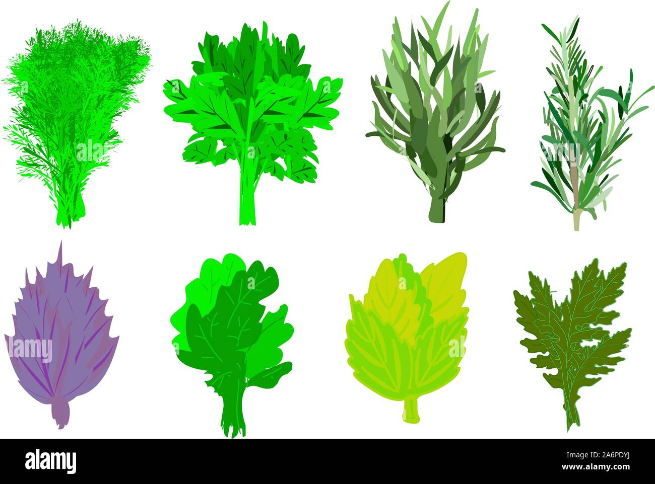 Erbe aromatiche e spezie. Aneto, prezzemolo, rucola e basilico, il timo e il timo. Succo di limone e menta. Rametti di cucina verde isolato su sfondo bianco. vettore Illustrazione Vettoriale