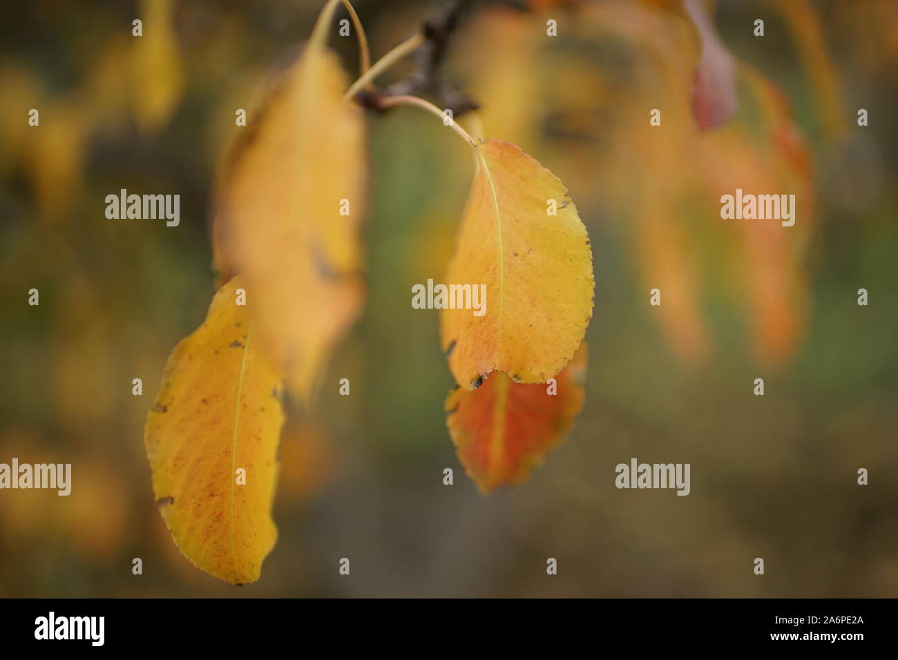 Il fogliame di colore arancione sul pear tree in giardino d'autunno closeup. Foto Stock