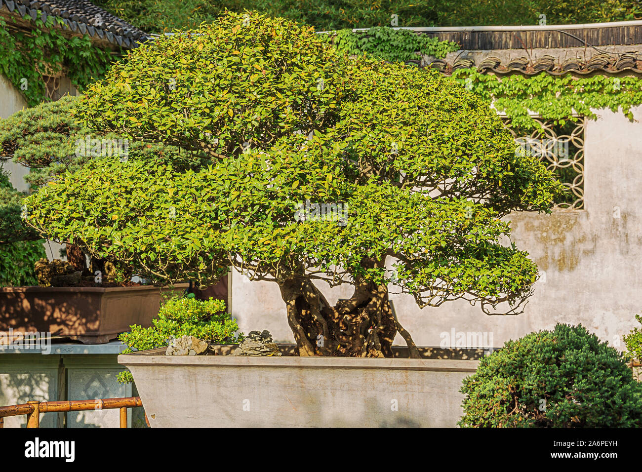 Il giallo e il verde albero di bonsai in Liu Giardino di Suzhou Foto Stock