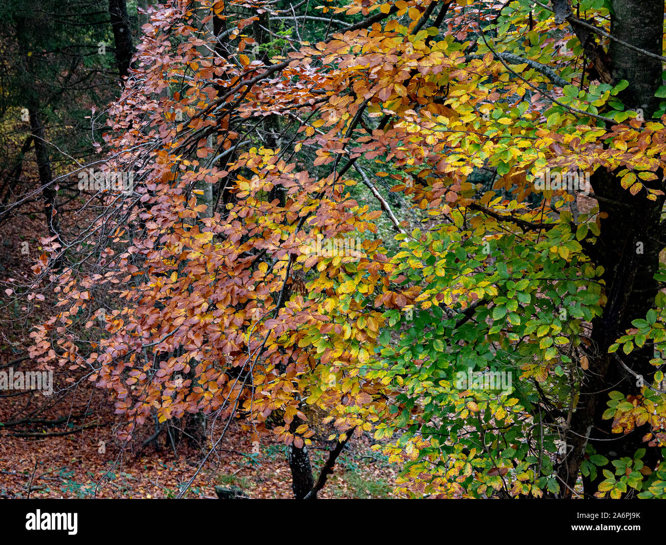 Magic Colore di autunno Foto Stock