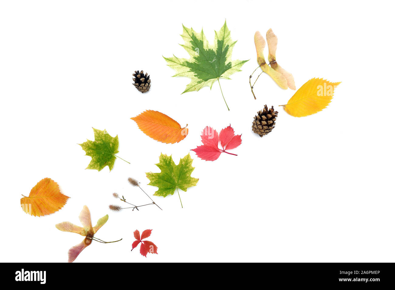 Isolate le foglie di autunno e coni su sfondo bianco. caduta piatta, laici top visualizza oggetti creativi. Elementi per il giorno del Ringraziamento design Foto Stock