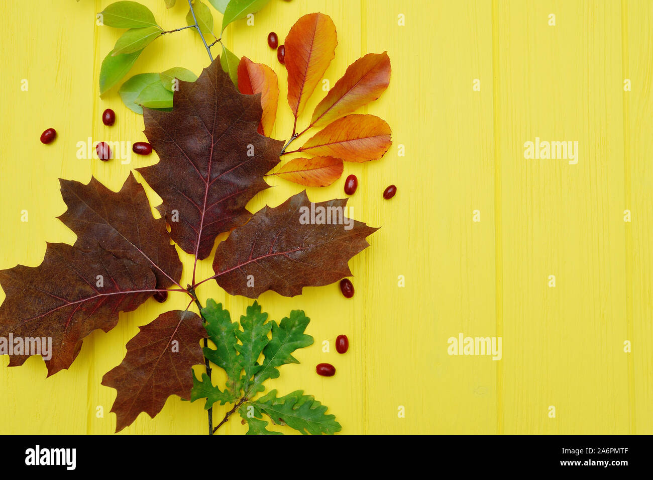 Isolate le foglie di autunno su sfondo giallo con posto per testo. caduta piatta, laici top visualizza oggetti creativi. Elementi per il giorno del Ringraziamento design Foto Stock