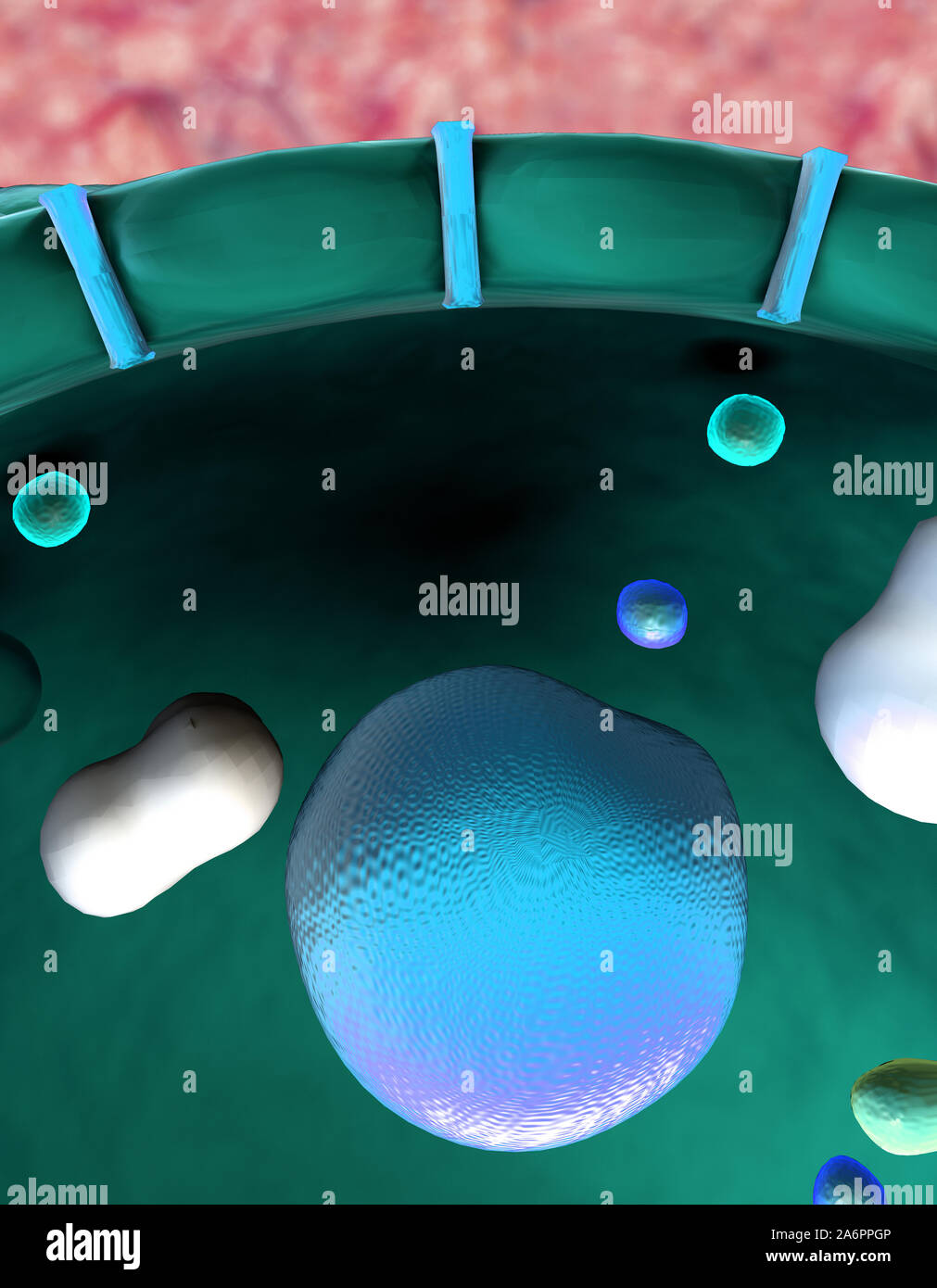 L'insulina, molecola, la cellula, il meccanismo di azione di insulina e glucosio, insulina umana Foto Stock