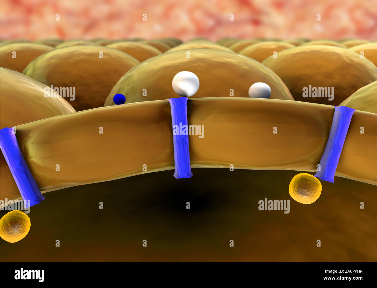 L'insulina, molecola, la cellula, il meccanismo di azione di insulina e glucosio, insulina umana Foto Stock