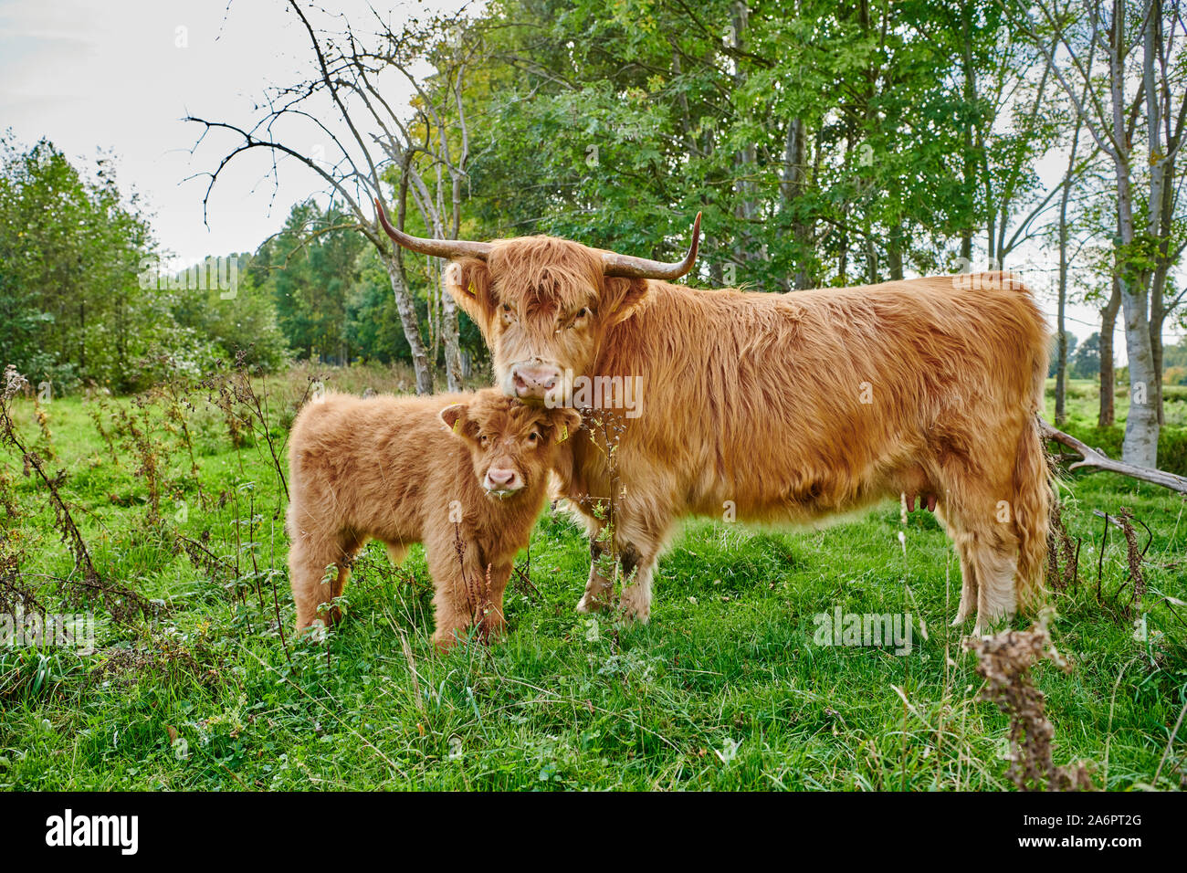 Highland bestiame bovino o Kyloe su pascolo e vitello con la madre, Waldfeucht, Nord Reno-Westfalia, Germania Foto Stock