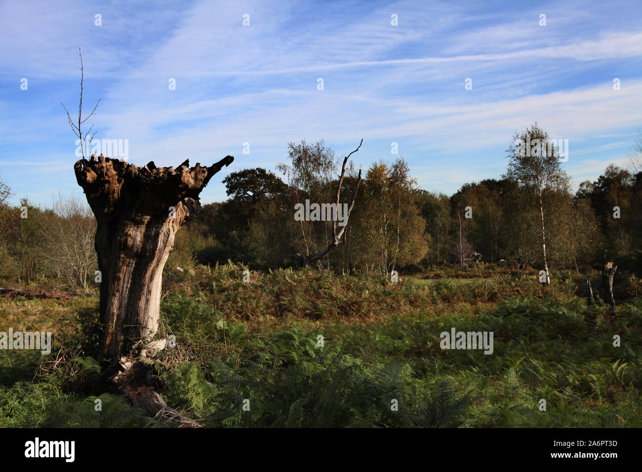 Ashtead Common, un antico tronco di quercia morto nella zona boschiva britannica di Surrey, Regno Unito, 2019 con spazio di copia Foto Stock