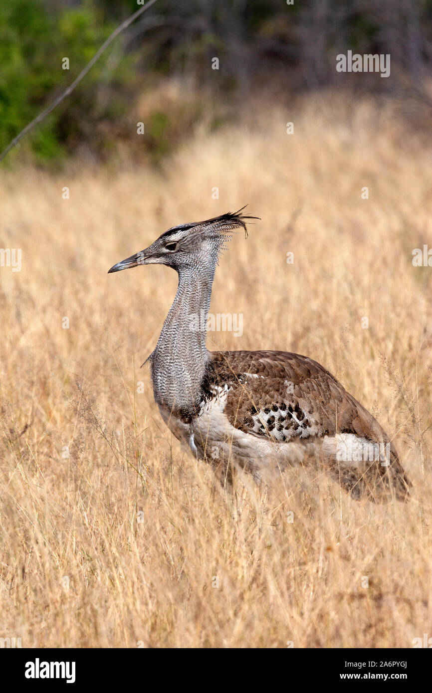 Un Kori Bustard (Ardeotis kori) nel Parco Nazionale Etosha in Namibia. Il maschio kori bustard può essere il più pesante animale vivente in grado di vero volo (non Foto Stock