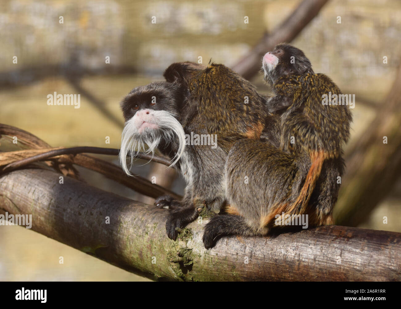 L'imperatore Tamarin - Saguinus imperator - madre con due bimbi sulla schiena Foto Stock