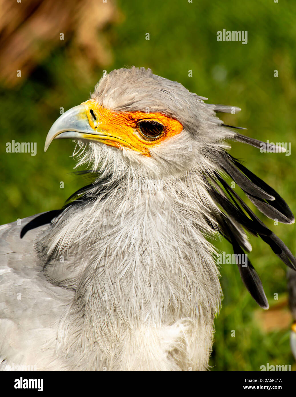 Segretario Bird a Paignton Zoo, Devon, Regno Unito Foto Stock