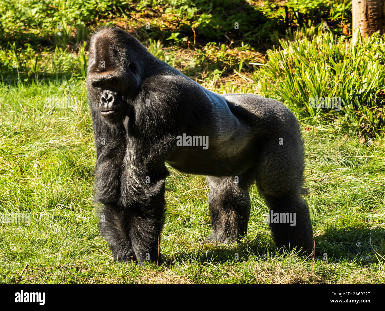 Western pianura gorilla a Paignton Zoo, Devon, Regno Unito Foto Stock