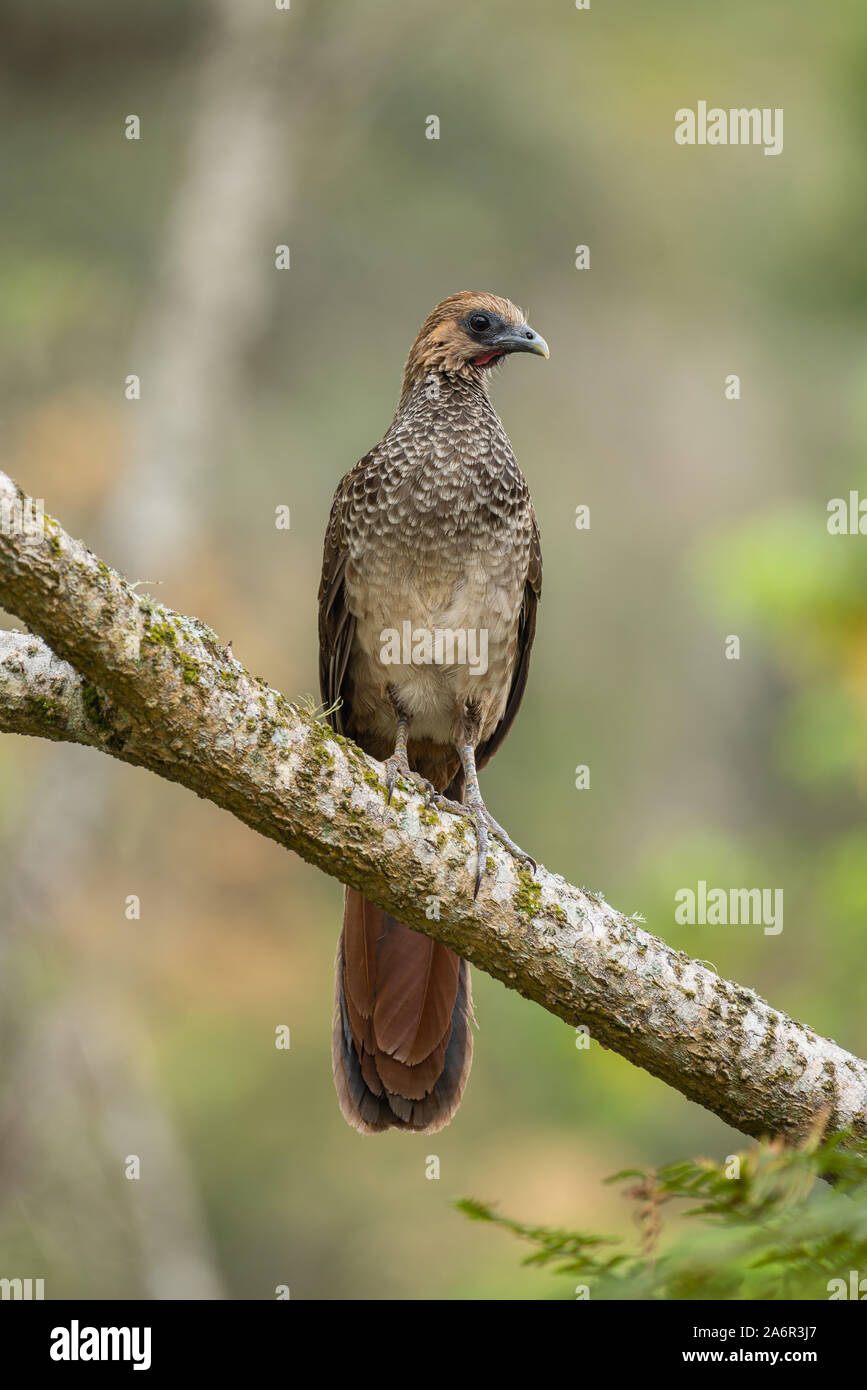 Appollaiato a est brasiliano (Chachalaca Ortalis araucuan) Foto Stock