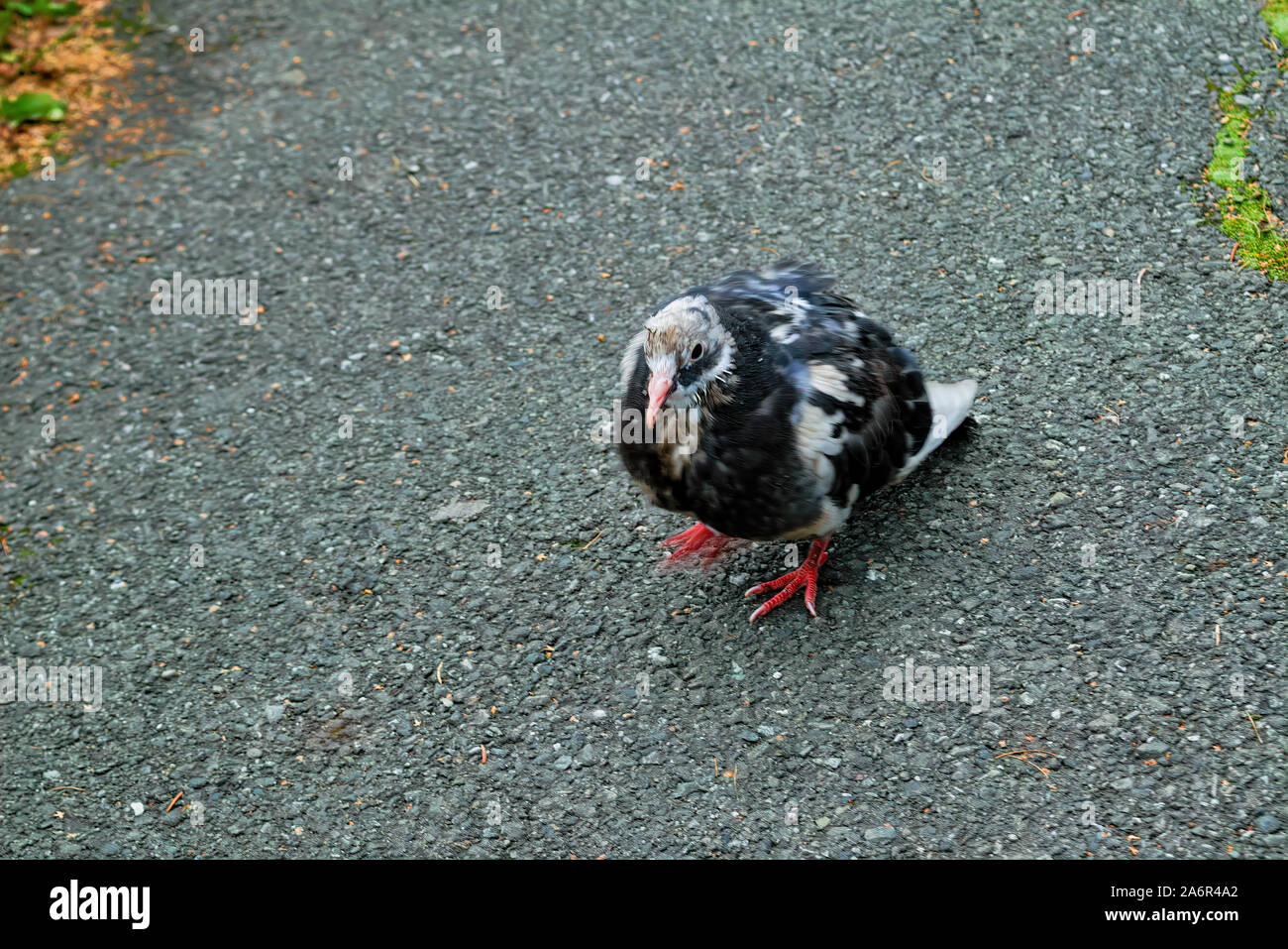 Malati wild colomba con una testa calva sul marciapiede nella città di close-up. Foto Stock