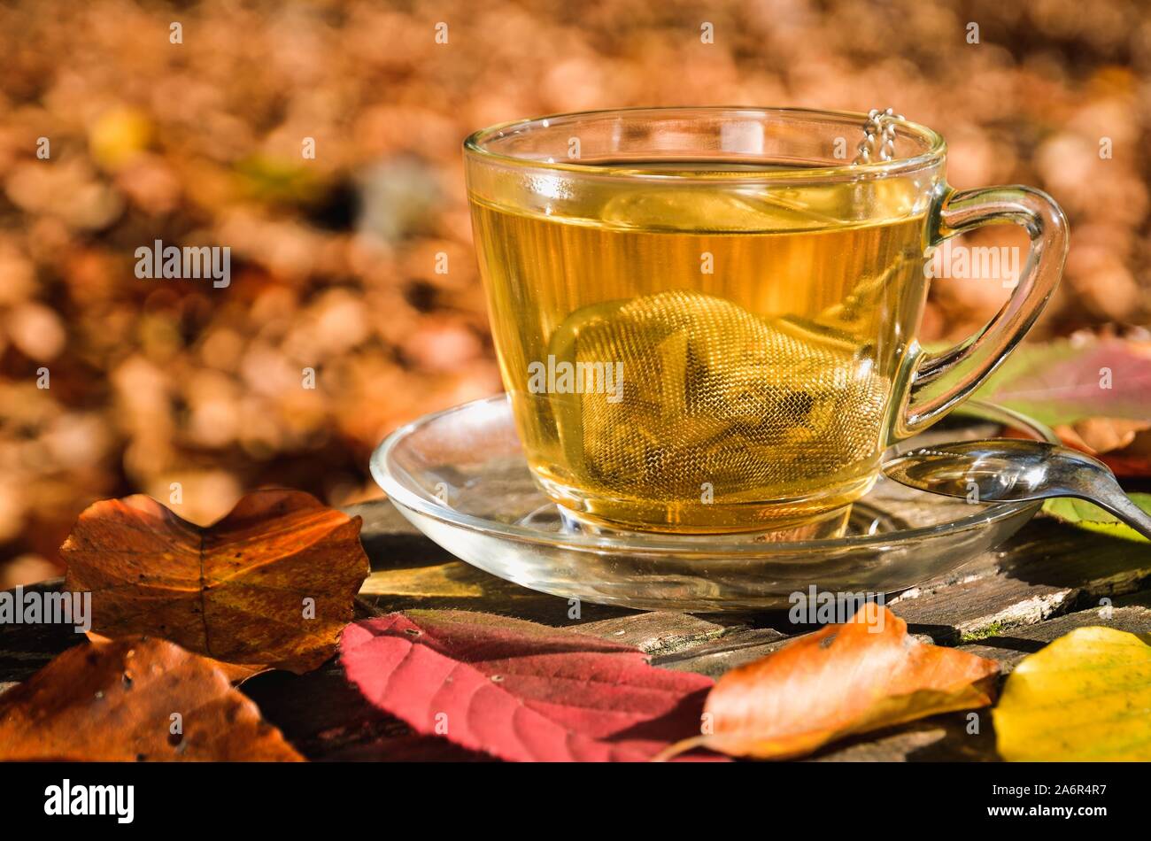 Idea interessante per un autunno drink. Il tè con la curcuma in autunno foresta. Foto Stock