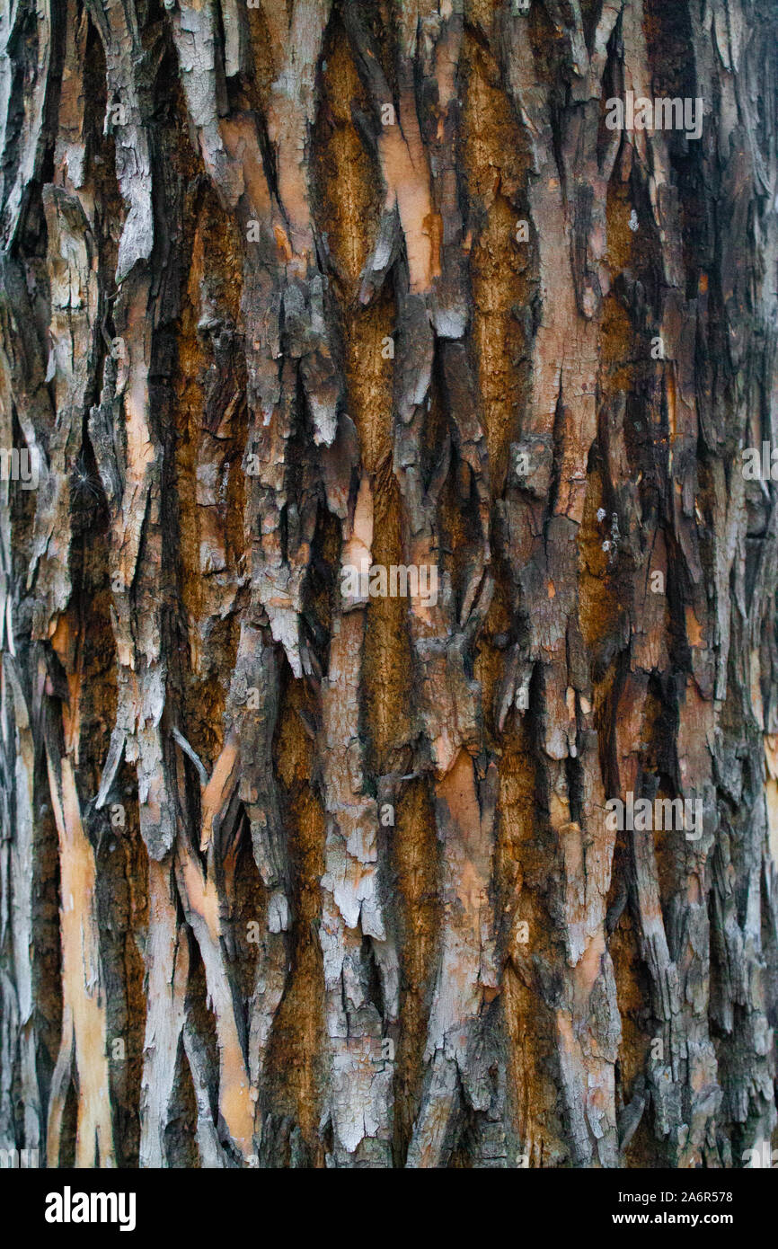 La texture di grigio di corteccia di albero di modellazione 3D. Albero con corteccia grigia, Foto Stock