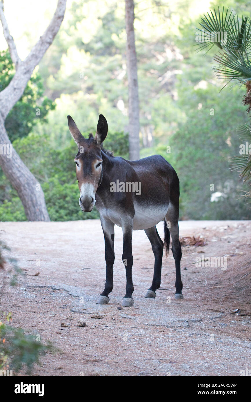 Asino (Equus africanus asinus) Foto Stock