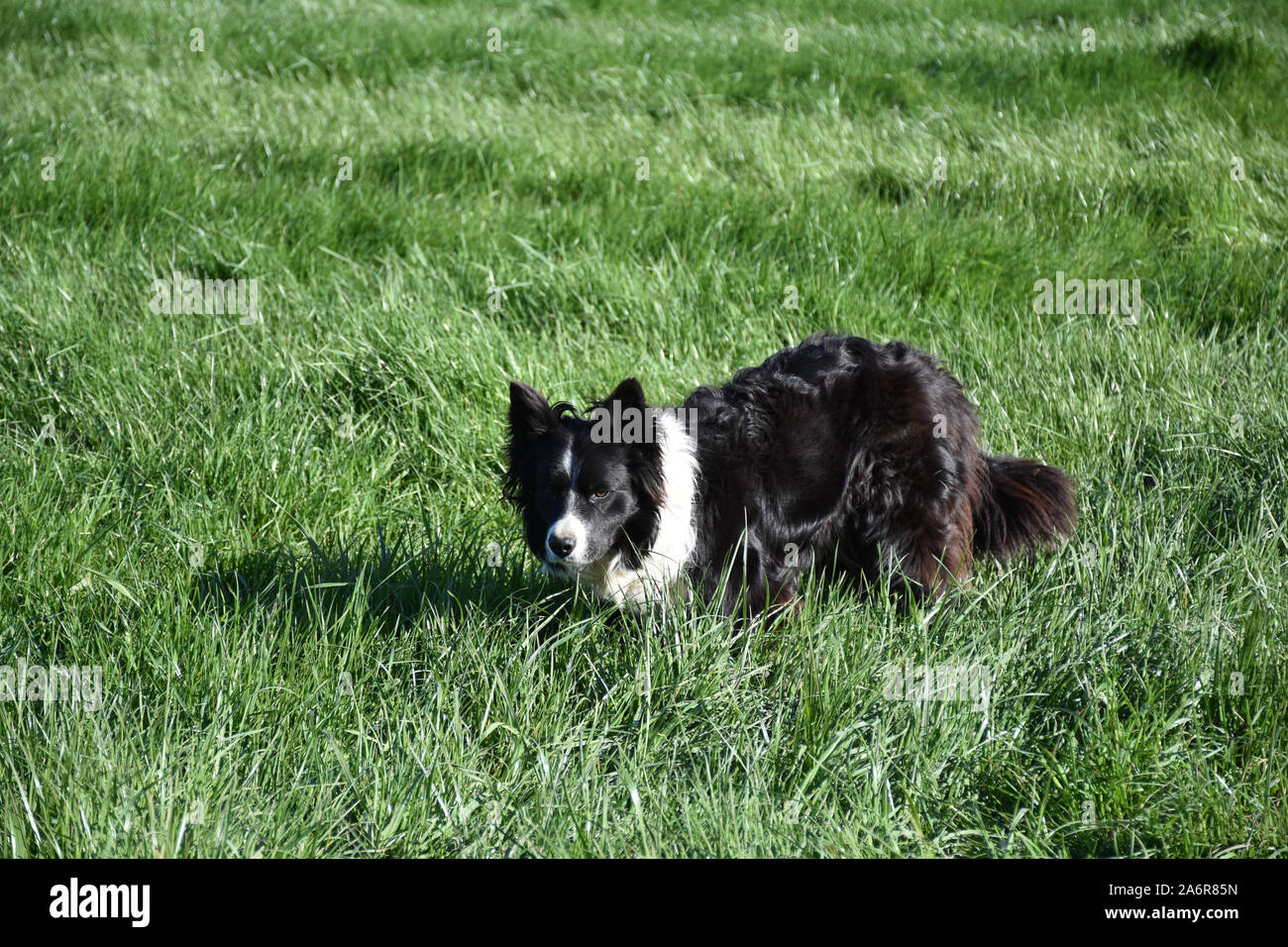 Hyper focalizzata Border Collie cane in appoggio lungo verde erba. Foto Stock