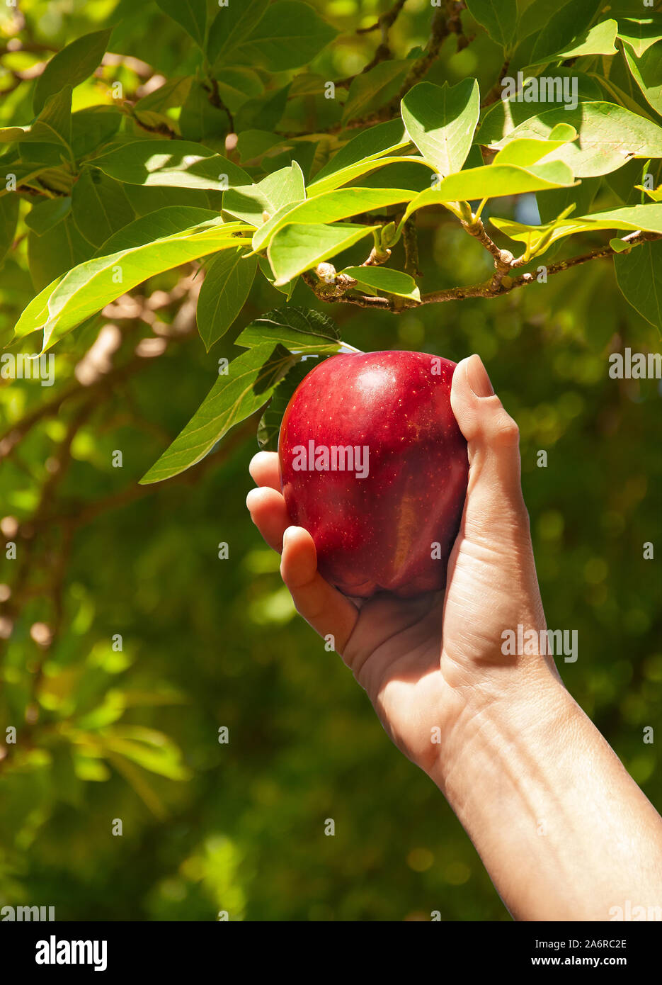 Raccolte a mano ripe rosso apple da apple Orchard Foto Stock