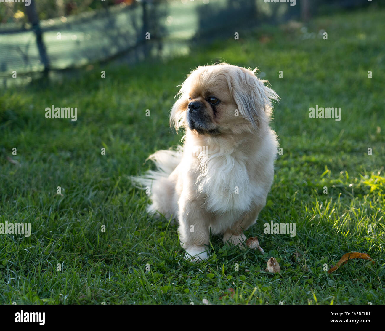 Pekingese maschio cane Foto Stock