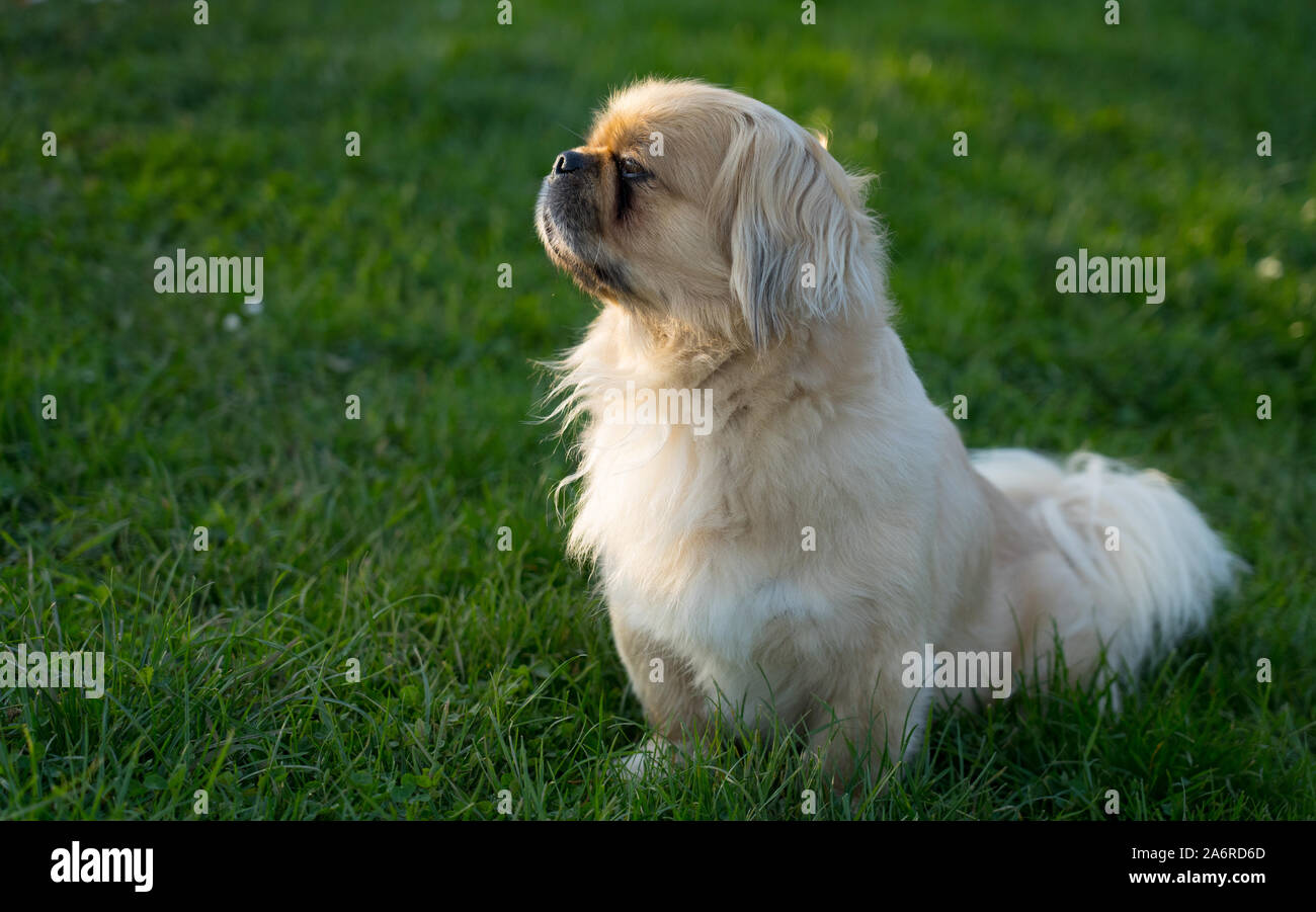 Pekingese maschio cane Foto Stock