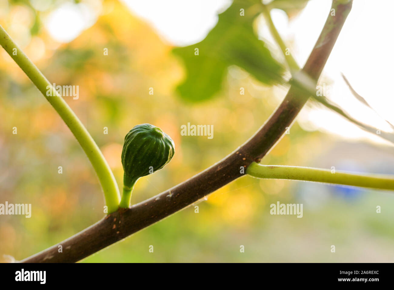 Acerbi fresco verde figura in crescita, maturazione su un ramo di un albero di fico con foglie verdi. Agricoltura, Giardinaggio, concetto di raccolto. Foto Stock