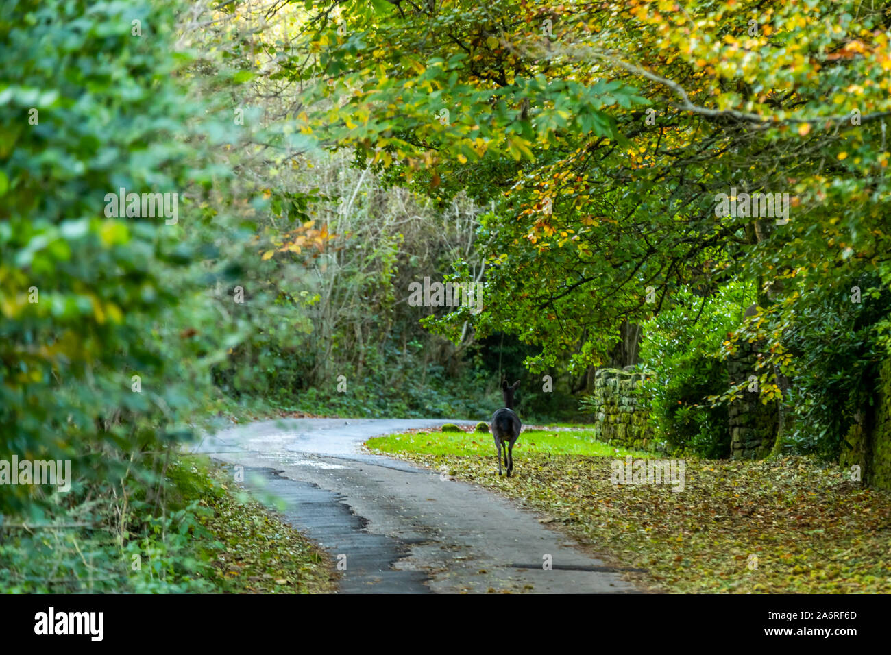 Un capriolo prende il via alla Penalt. Autunno, Wye Valley Foto Stock