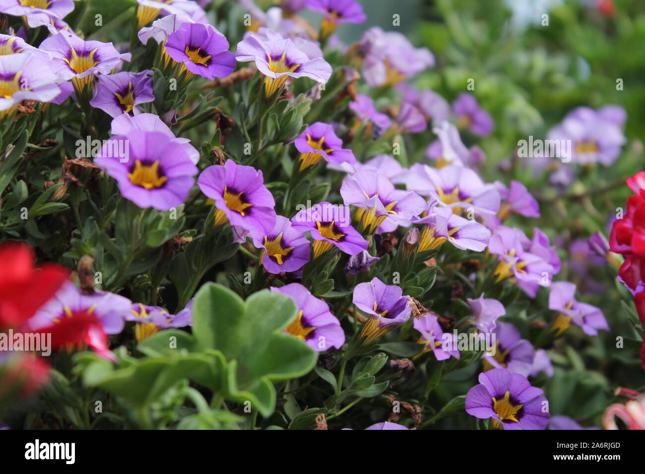 Fiori viola Foto Stock