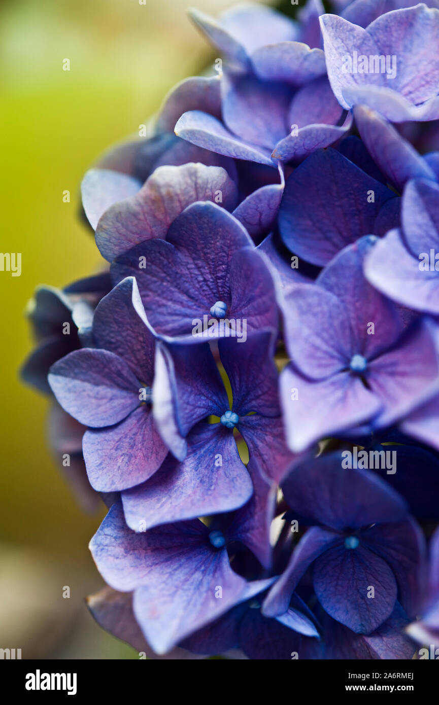 Macro dettaglio di Hydrangea petali di fiori Foto Stock