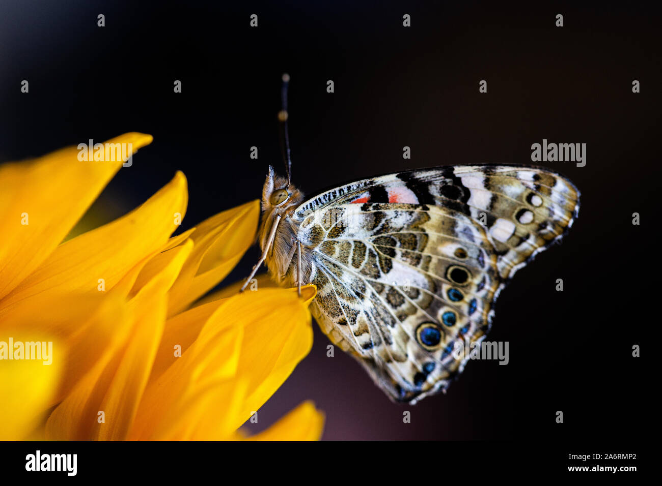 Vista laterale della farfalla posata sul petalo di girasole Foto Stock