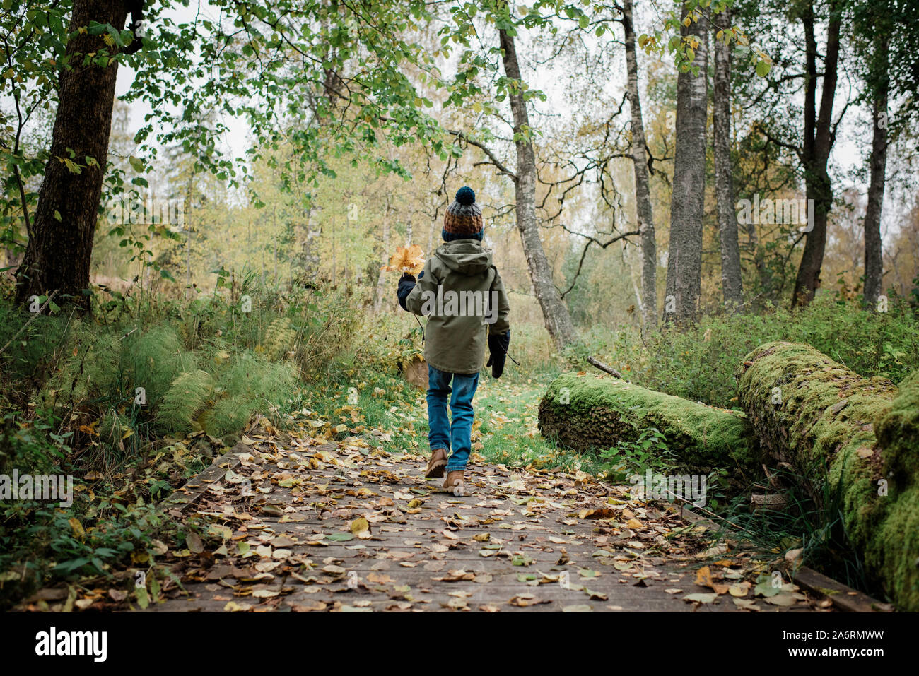 Ragazzo giovane camminando con colorati cadono le foglie nella foresta Foto Stock