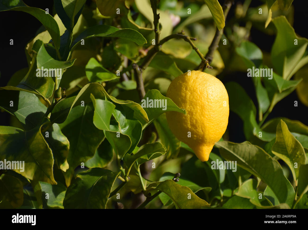 Un limone maturo che cresce su un albero di limone Foto Stock