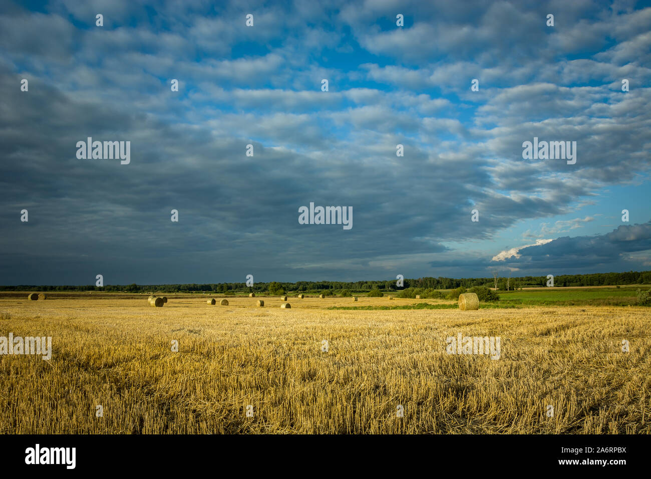 Balle di fieno in un campo in Polonia orientale, i trend con orizzonte di riferimento e nuvole scure sul cielo blu Foto Stock