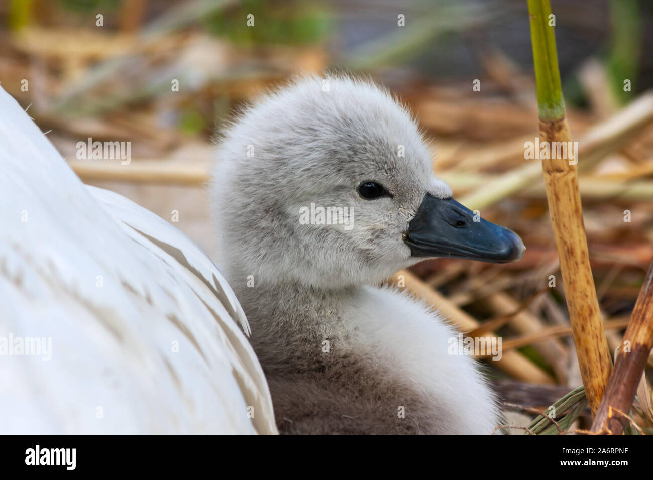 Muto cigno cigno cigno cigno, colore Cygnus, si appoggia contro la penna madre. Grand Canal, Dublino, Irlanda. Soffice cigno simpatico con piume di piuma Foto Stock