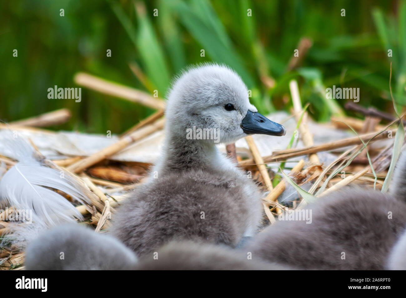 Mute cigno cynett Chick, Cygnus olor, sul nido al Canal Grande, Dublino, Irlanda. Piccolo cigno con canne verdi sullo sfondo Foto Stock