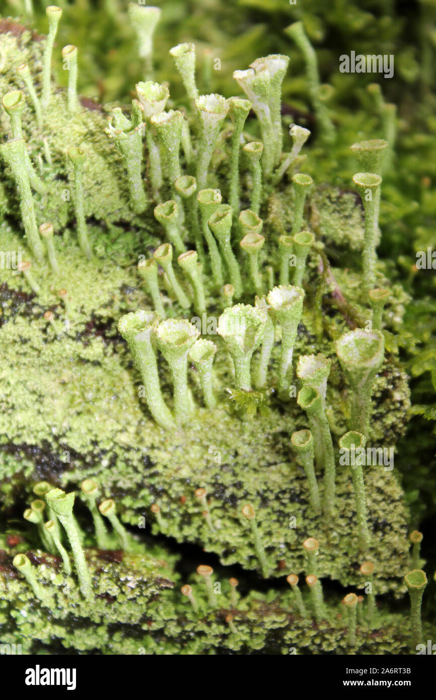 Pixie Cup Lichen (Pebbled Pixie-cup) Cladonia pyxidata al Beacon cadde Country Park, Lancashire, Regno Unito Foto Stock