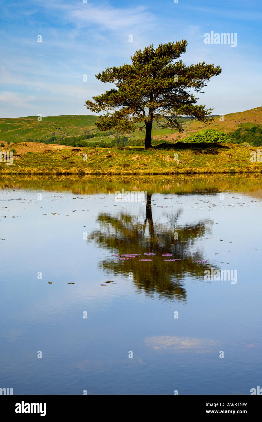 Lily Tarn riflessione, Coniston, Lake District, Cumbria, Inghilterra Foto Stock