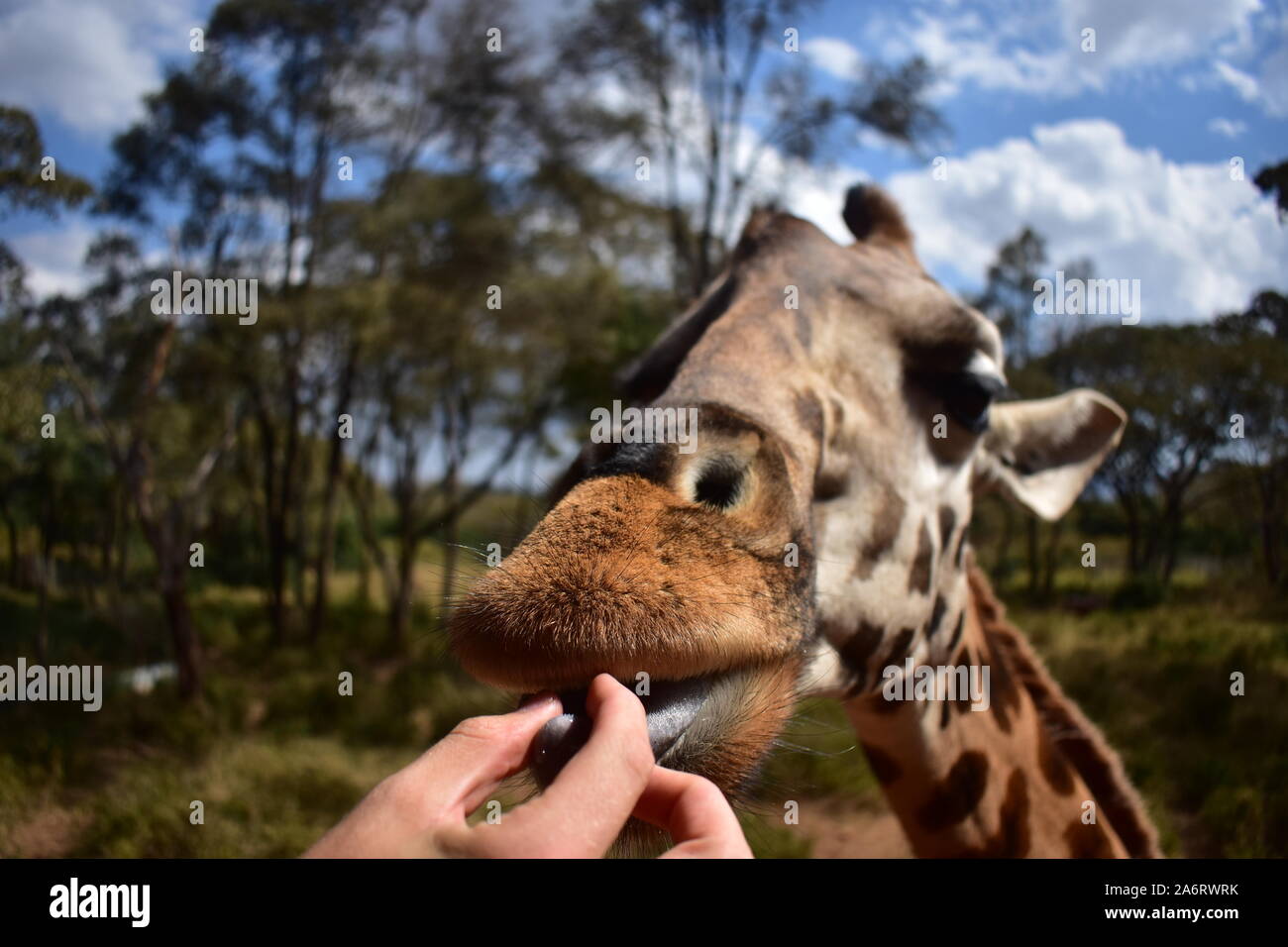Nutrire una giraffa a Nairobi, Kenya Foto Stock