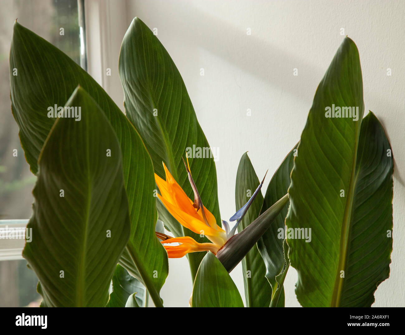 Strelitzia impianto indoor in fiore - uccello del paradiso fiore. Foto Stock