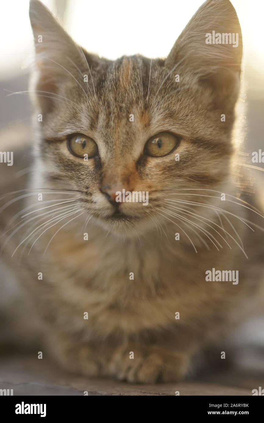 Carino tabby cat rilassato all'aperto, vicino su ritratto Foto Stock