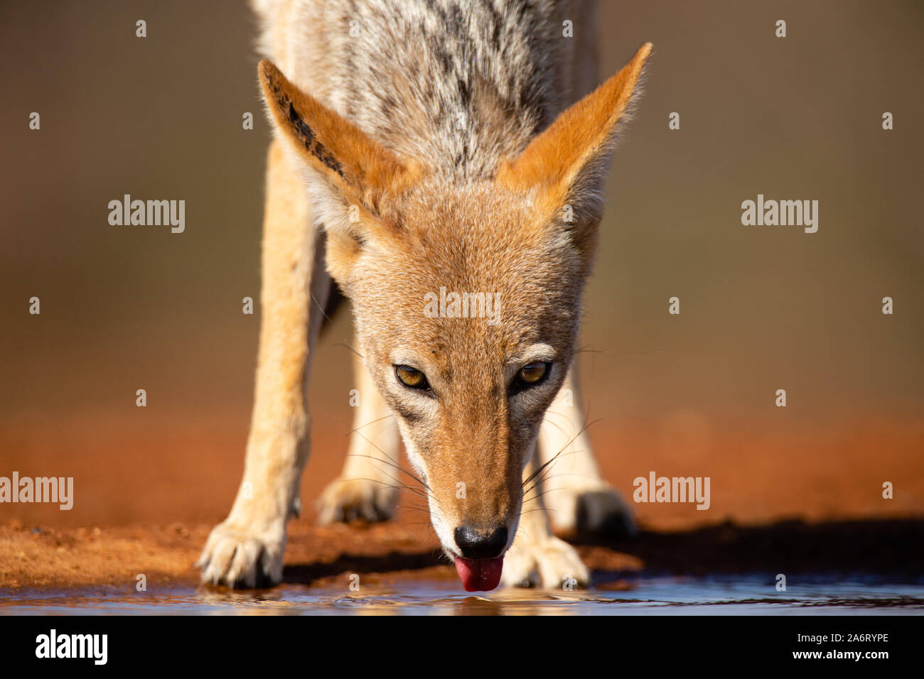 Nero-backed Jackal (Canis mesomelas) bere, colpo alla testa, Karongwe Game Reserve, Limpopo, Sud Africa Foto Stock