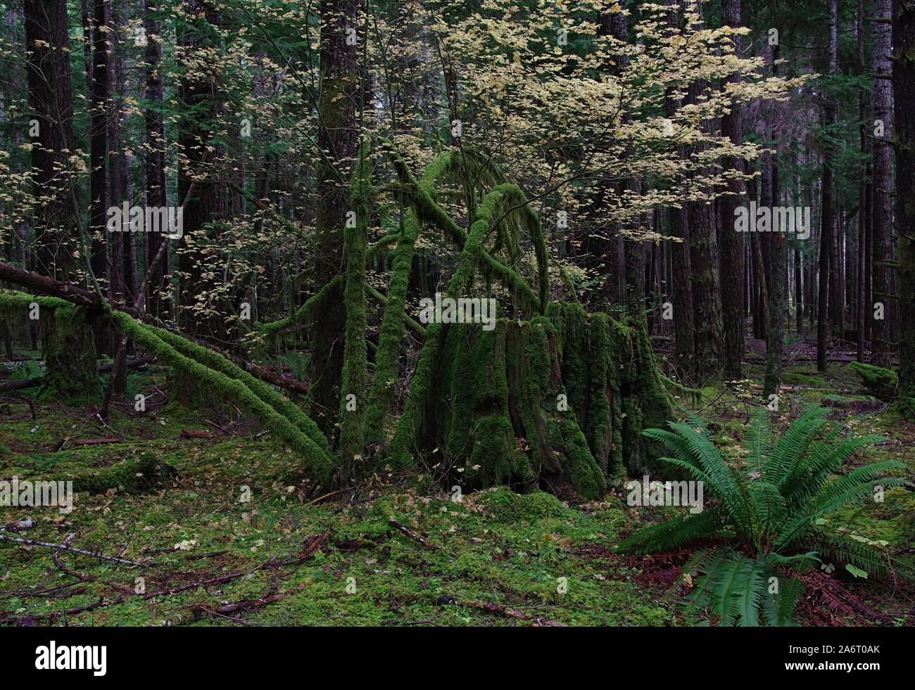 Vintage Western Red Cedar moncone Foto Stock