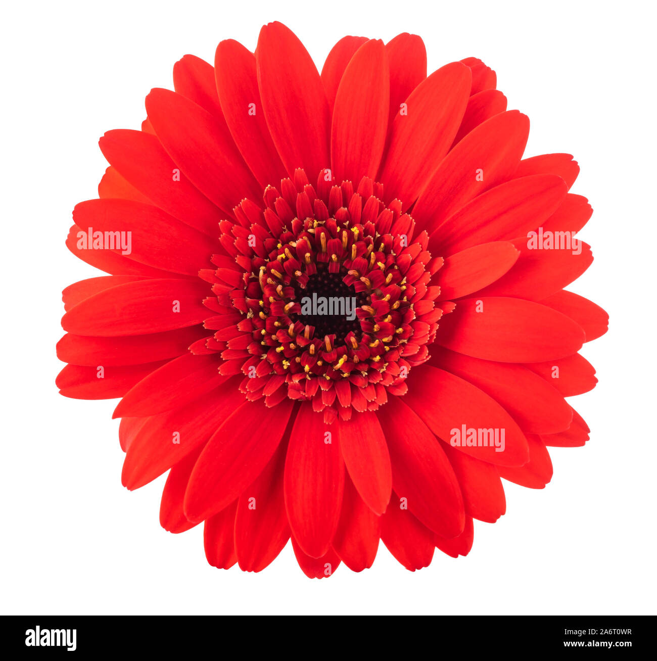 Rosso fiore di Gerbera testa isolata su sfondo bianco Foto Stock