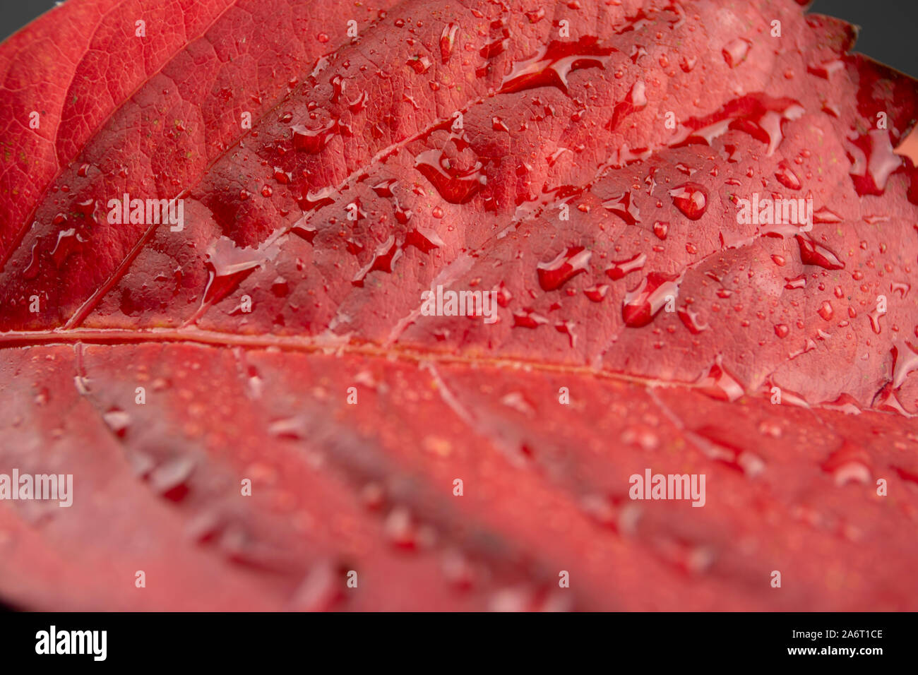 Autunno in arancione: ad angolo vista ravvicinata di un rosso Virginia superriduttore (Parthenocissus quinquefolia) foglie con dewdrops Foto Stock