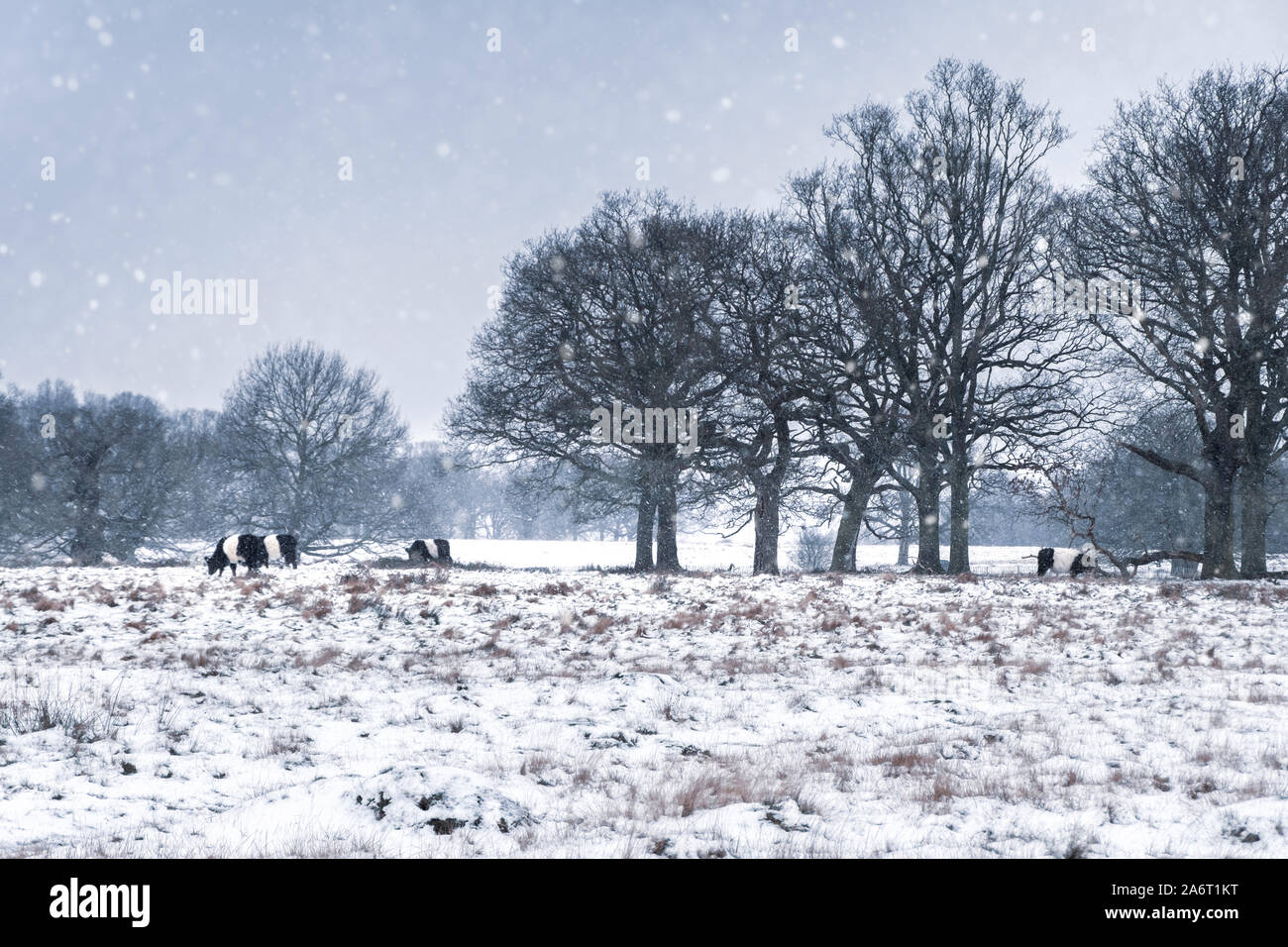 In bianco e nero di mucche in Richmond Park su un inverno nevoso giorno. Richmond Park è il parco più grande dei parchi reali di Londra. Foto Stock