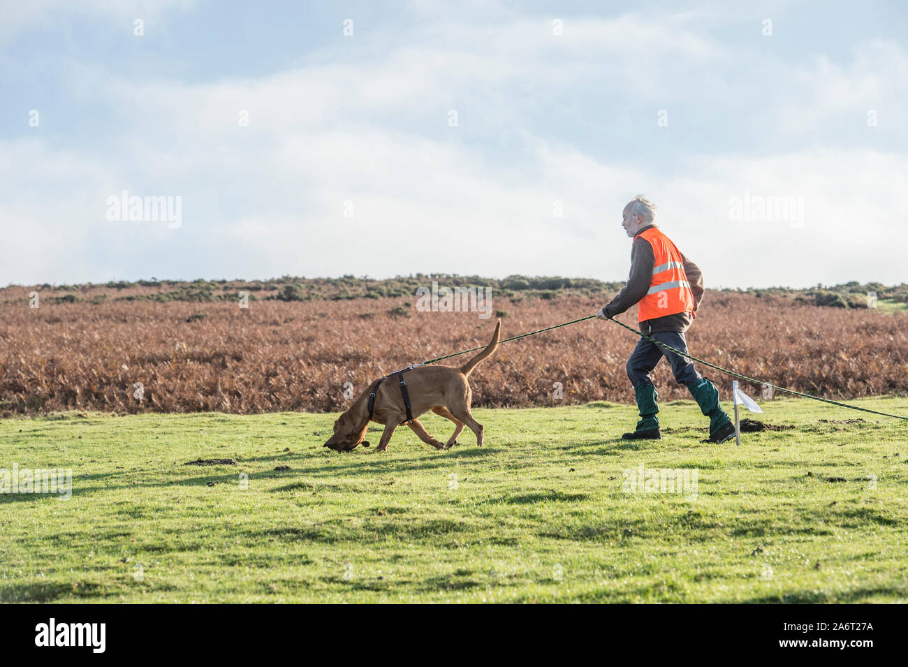 Uomo con tracking bloodhound Foto Stock