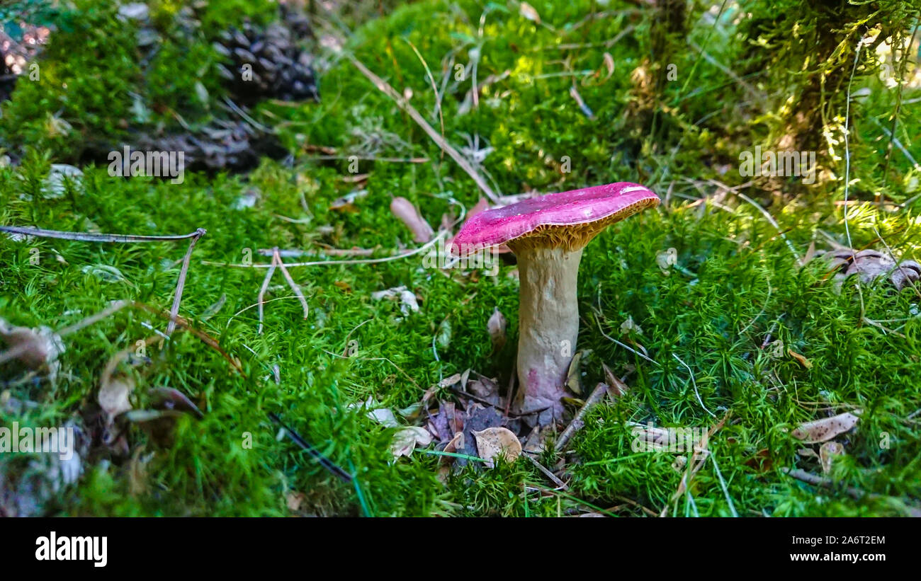 Un fungo rosso nella foresta di alberi in background Foto Stock