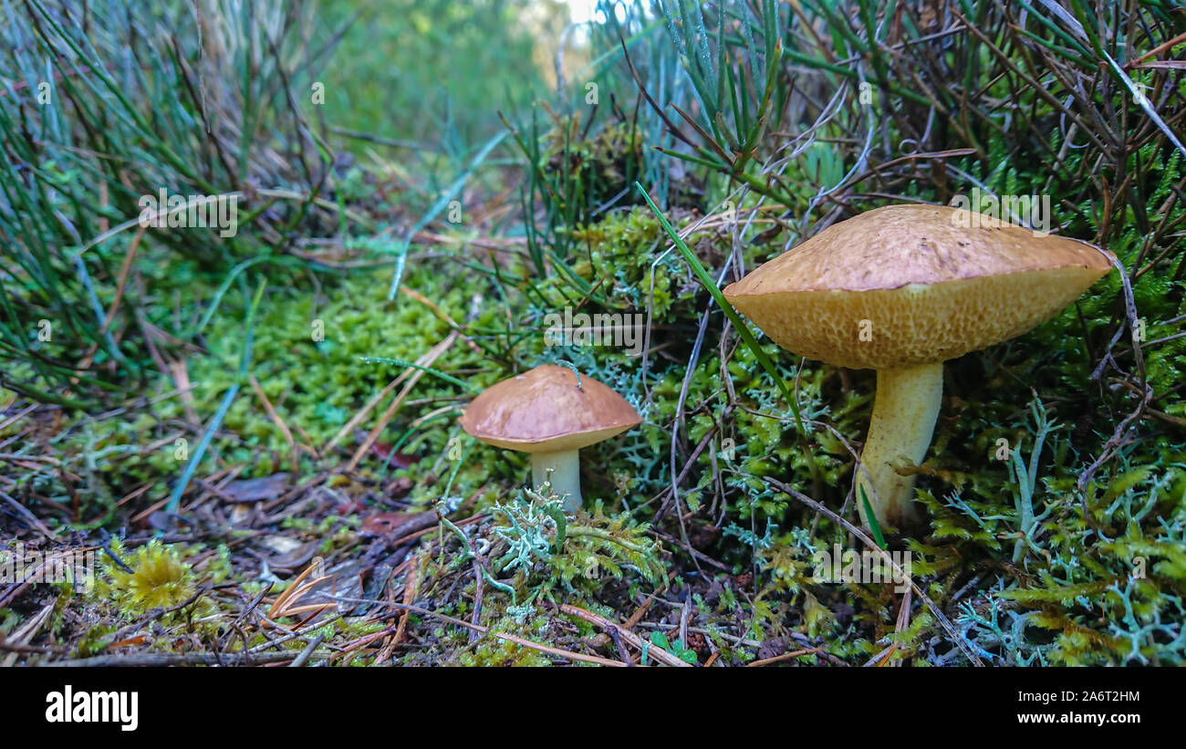 Due funghi giallo nella foresta di alberi in background Foto Stock