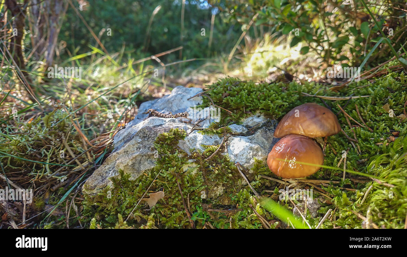 Due funghi marrone nella foresta di alberi in background Foto Stock